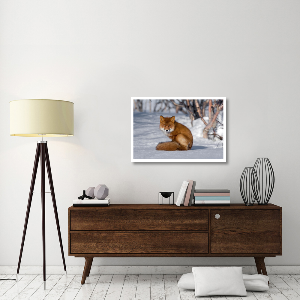 Red Fox sitting on snow, Kamchatka, Russia-Paper Art-38&quotx26"