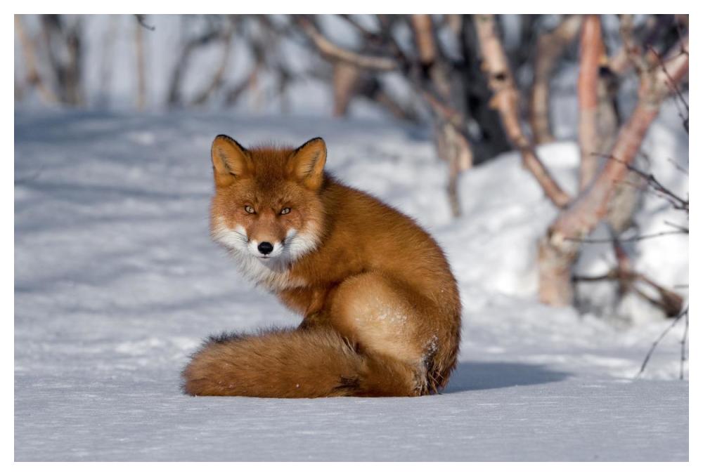 Red Fox sitting on snow, Kamchatka, Russia-Paper Art-50"x34"