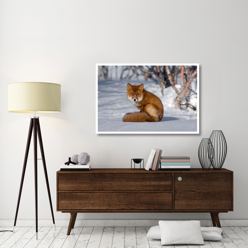 Red Fox sitting on snow, Kamchatka, Russia-Paper Art-50&quotx34"