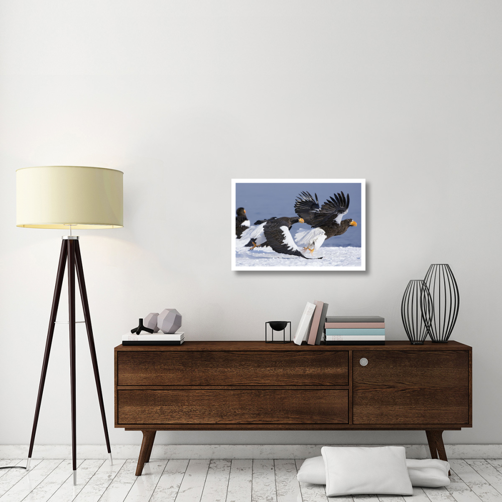 Steller's Sea Eagle chasing away another adult, Kamchatka, Russia-Paper Art-32&quotx22"