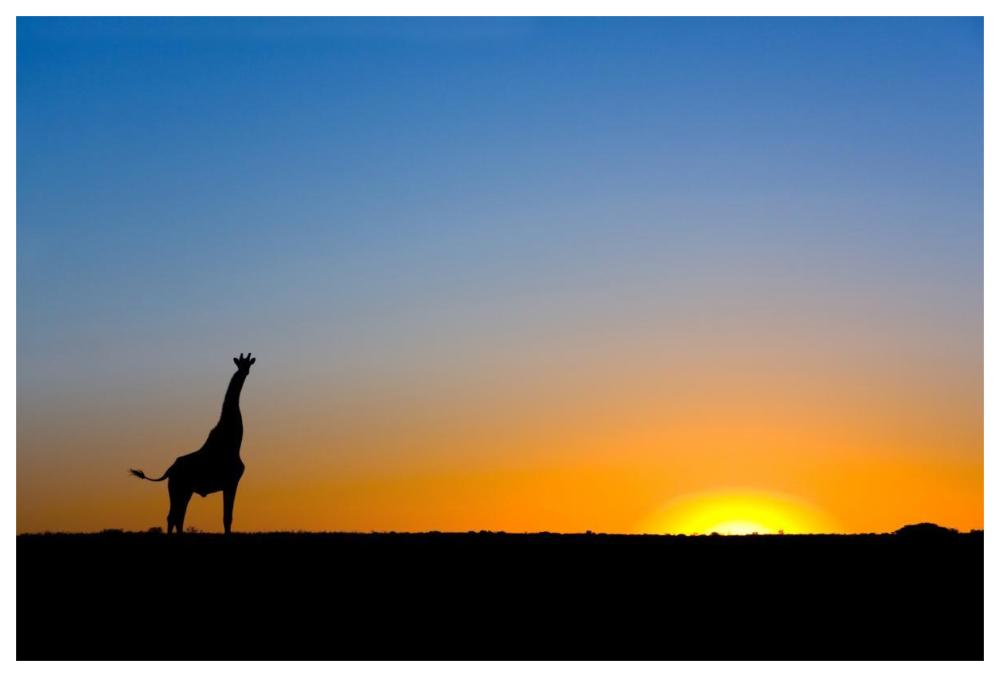 Giraffe silhouetted against the setting sun, Lethiau Valley, Central Kalahari Game Reserve, Botswana-Paper Art-62"x42"