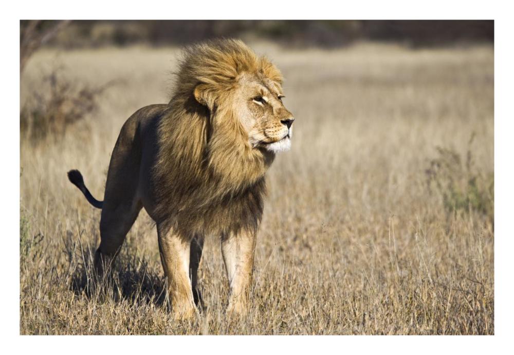 African Lion male, Khutse Game Reserve, Botswana-Paper Art-26"x18"