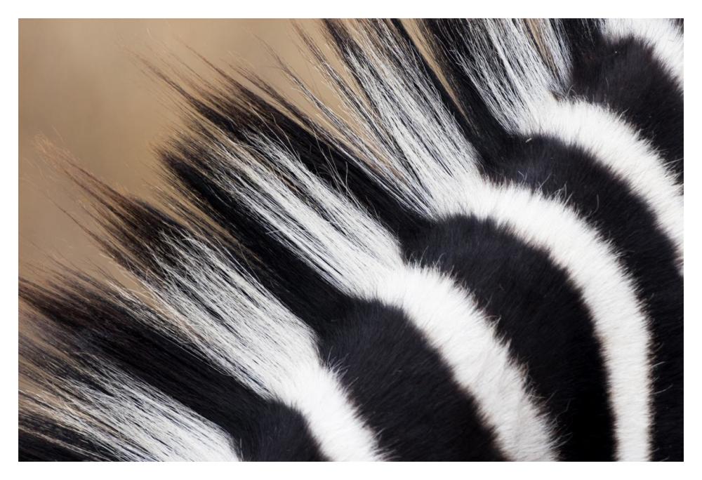 Zebra mane, Khama Rhino Sanctuary, Serowe, Botswana-Paper Art-20"x14"