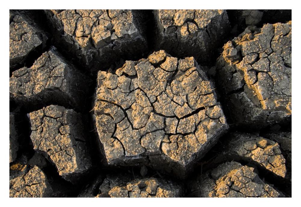 Cracked, dried out mud, Mokolodi Nature Reserve, Botswana-Paper Art-32"x22"