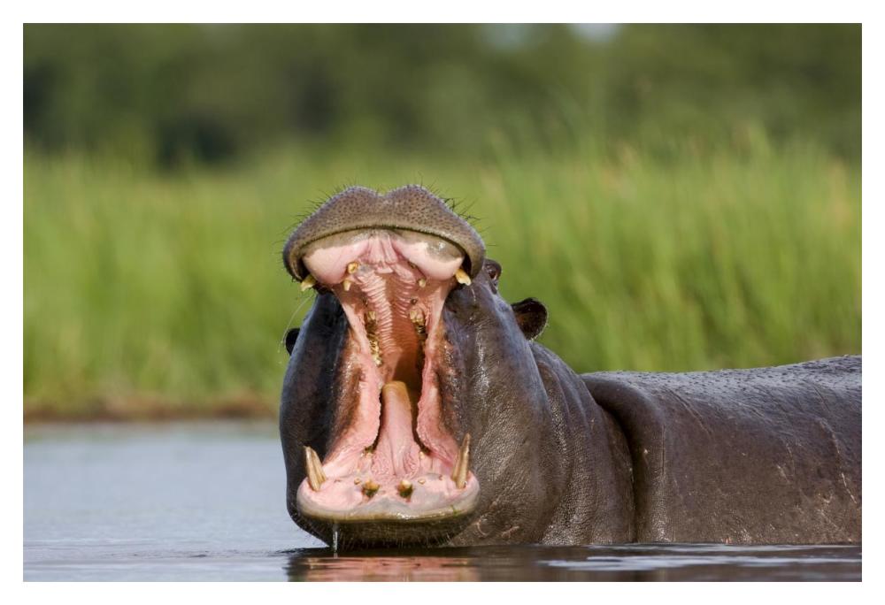 Hippopotamus male displaying, Moremi Game Reserve, Okavango Delta, Botswana-Paper Art-20"x14"