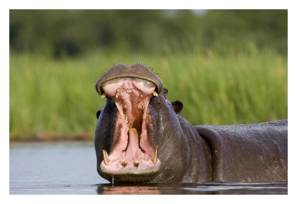 Hippopotamus male displaying, Moremi Game Reserve, Okavango Delta, Botswana-Paper Art-32"x22"
