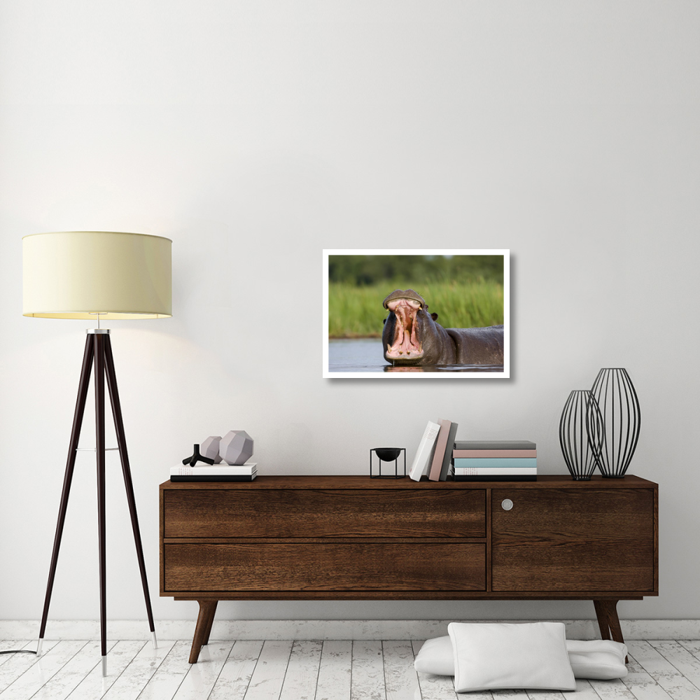 Hippopotamus male displaying, Moremi Game Reserve, Okavango Delta, Botswana-Paper Art-32&quotx22"