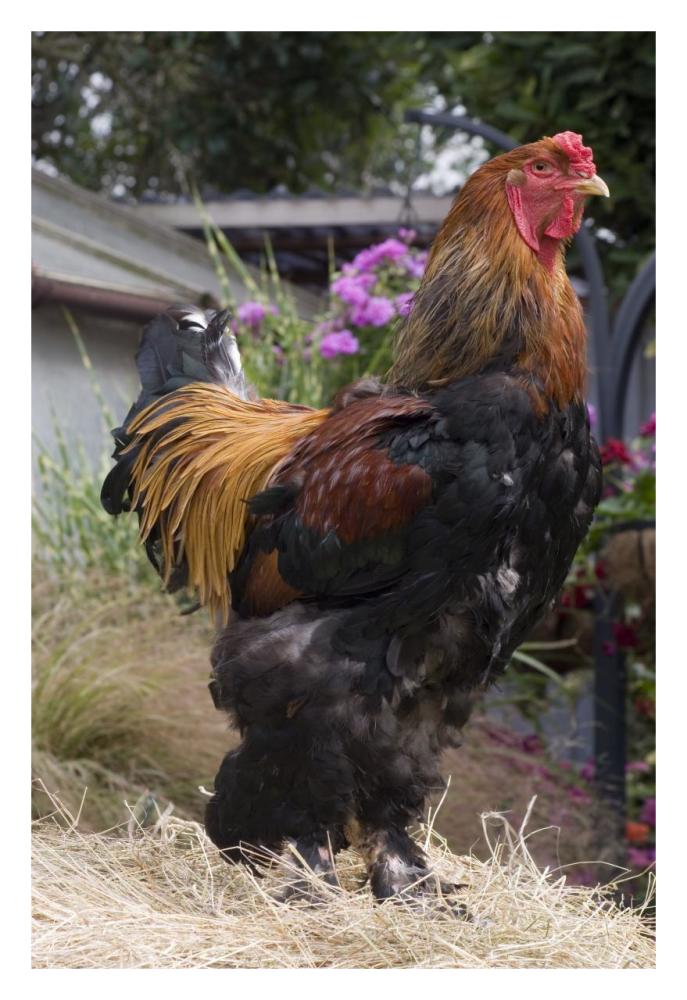 Domestic Chicken, Gold Brahma cock-Paper Art-22"x32"