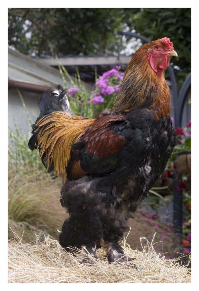 Domestic Chicken, Gold Brahma cock-Paper Art-26"x38"