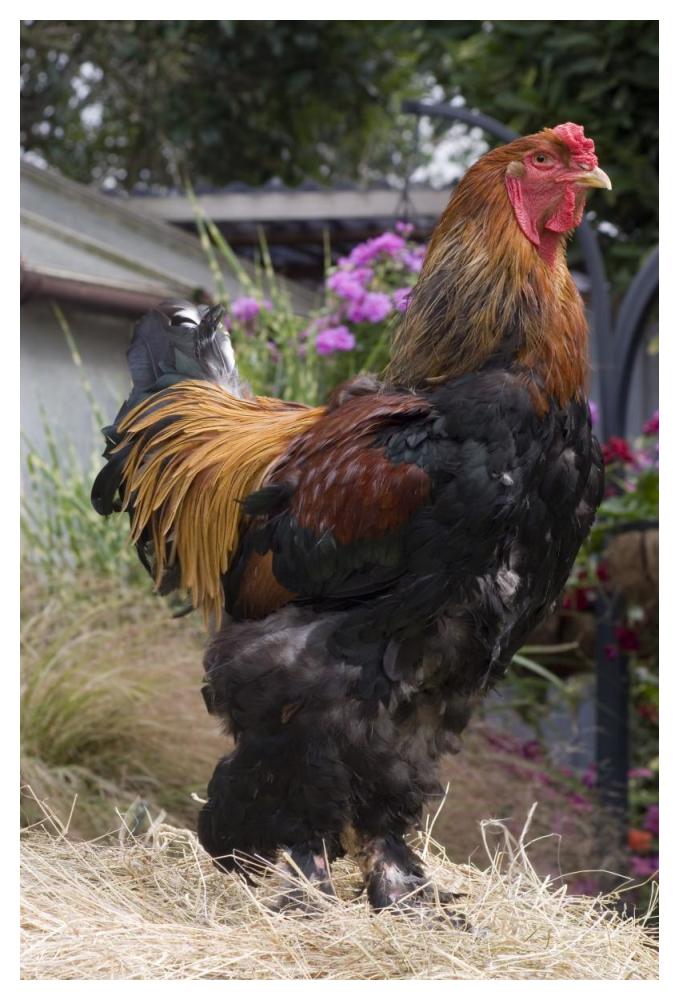 Domestic Chicken, Gold Brahma cock-Paper Art-34"x50"