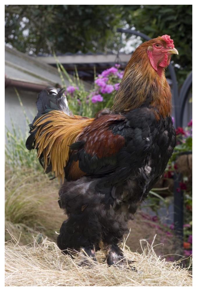 Domestic Chicken, Gold Brahma cock-Paper Art-42"x62"