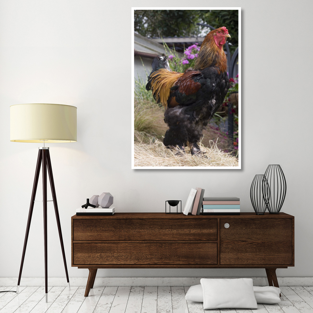 Domestic Chicken, Gold Brahma cock-Paper Art-42&quotx62"