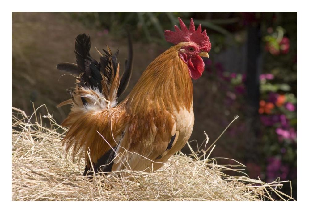 Domestic Chicken, Japanese bantam cock-Paper Art-26"x18"