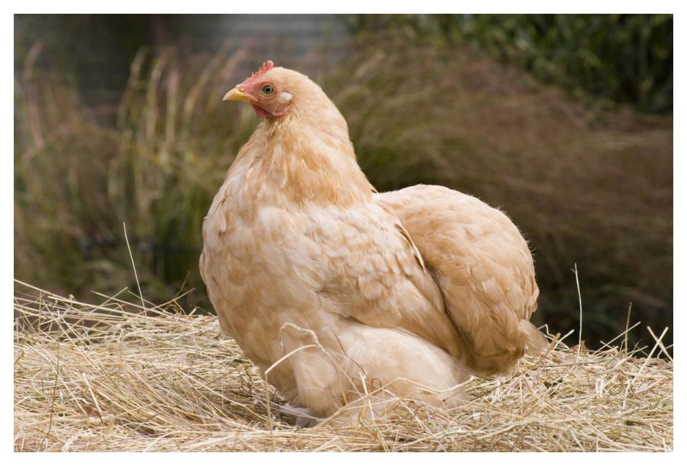 Domestic Chicken, Lemon Pekin Bard hen-Paper Art-50"x34"