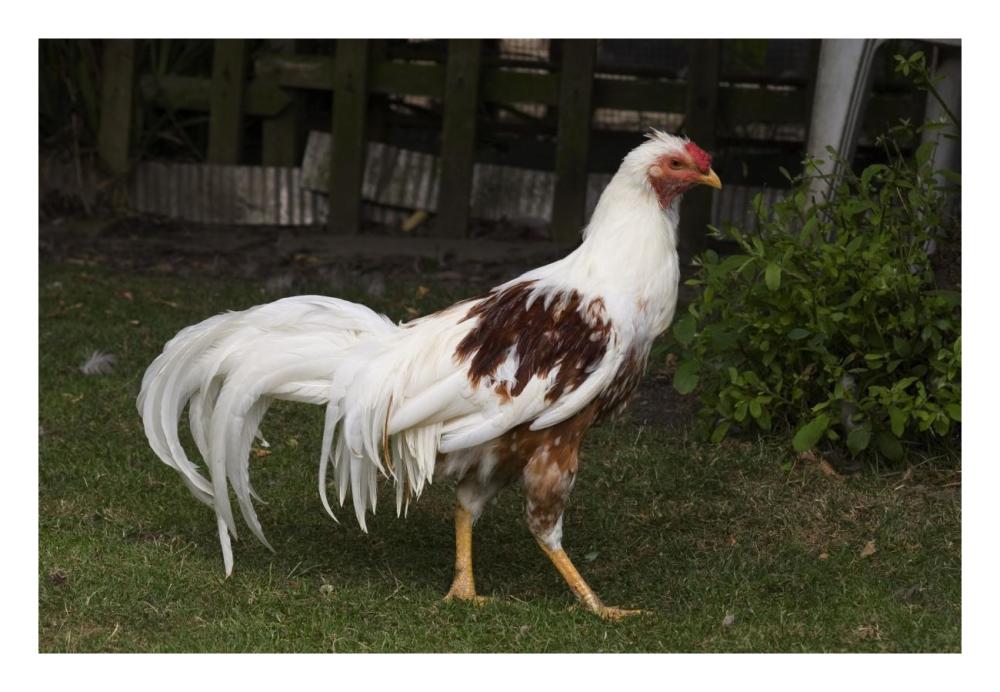 Domestic Chicken, Red Saddled Yokohama cock-Paper Art-26"x18"