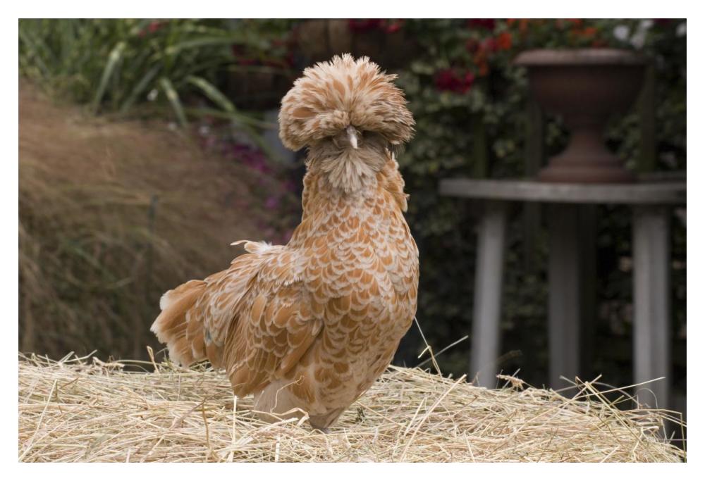 Domestic Chicken, Poland Chamois Buff Laced cock-Paper Art-20"x14"