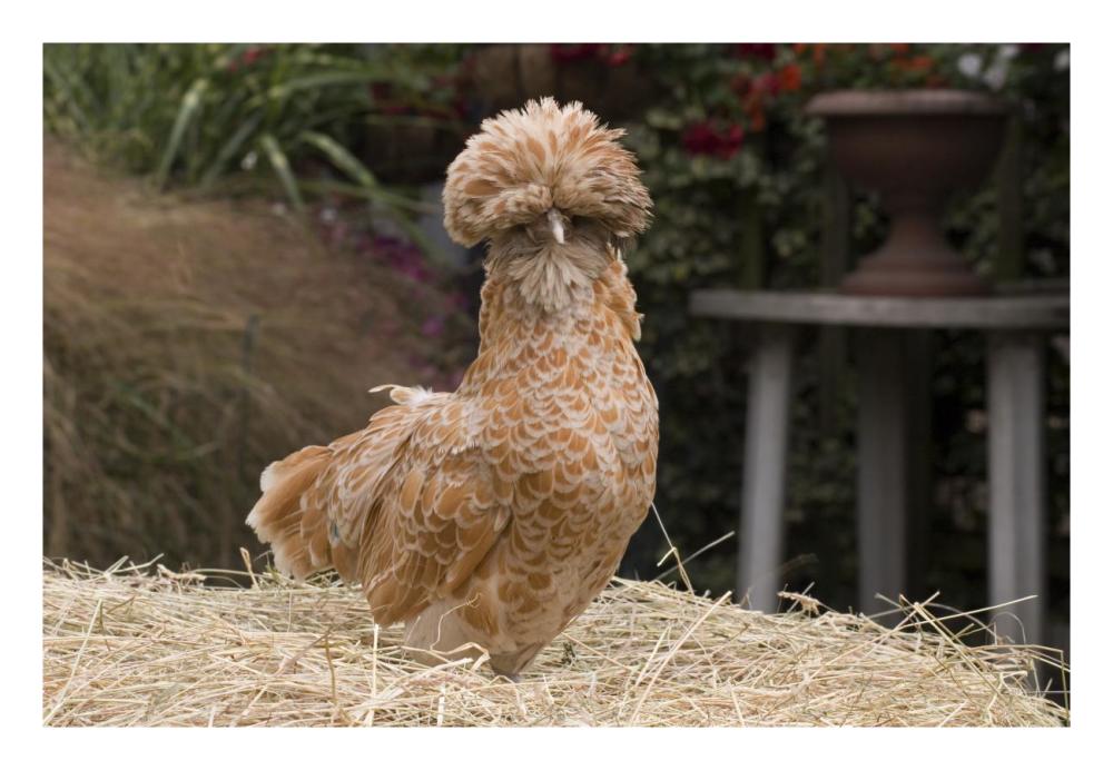 Domestic Chicken, Poland Chamois Buff Laced cock-Paper Art-26"x18"