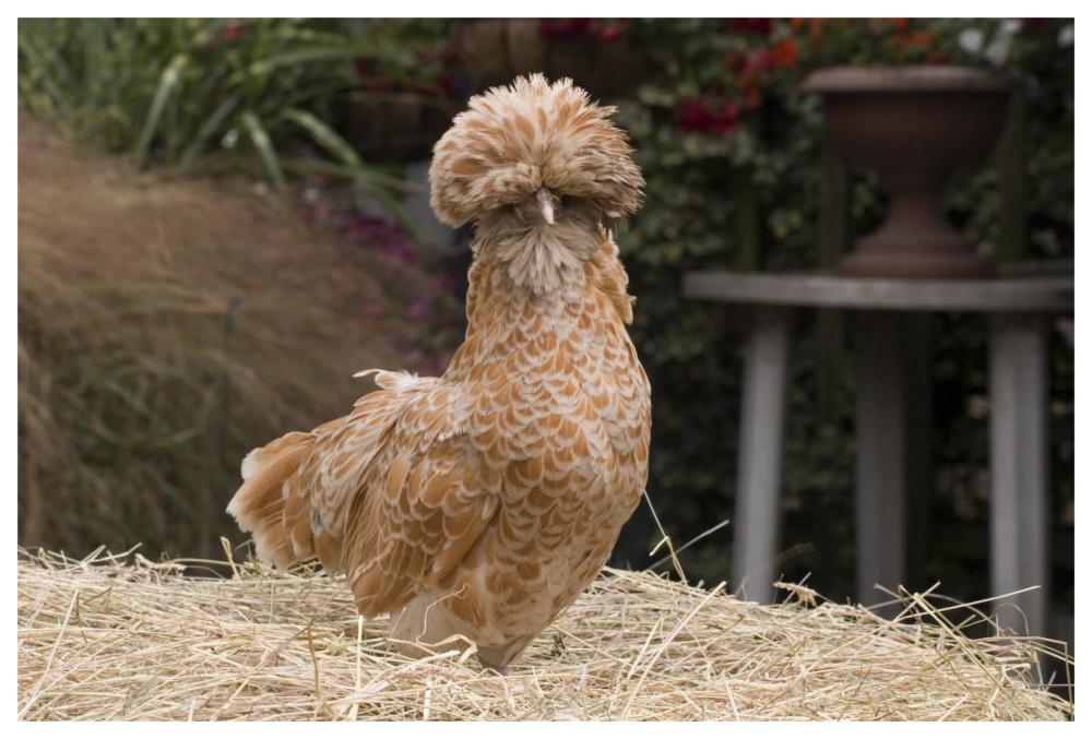 Domestic Chicken, Poland Chamois Buff Laced cock-Paper Art-62"x42"