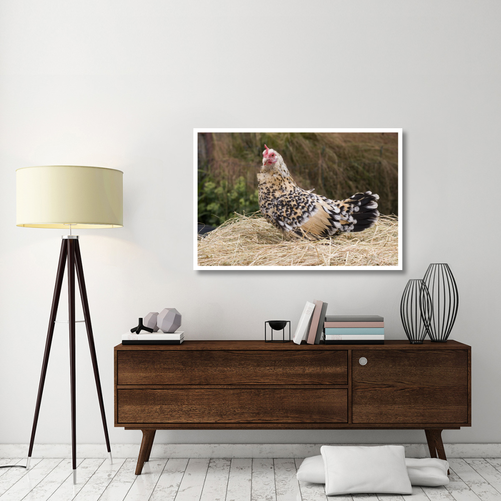 Domestic Chicken, Sable Poot, Lemon Mill Fleur hen-Paper Art-50&quotx34"