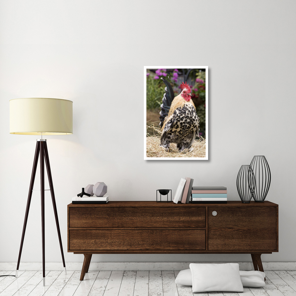 Domestic Chicken, Sable Poot, Lemon Mill Fleur cock-Paper Art-26&quotx38"