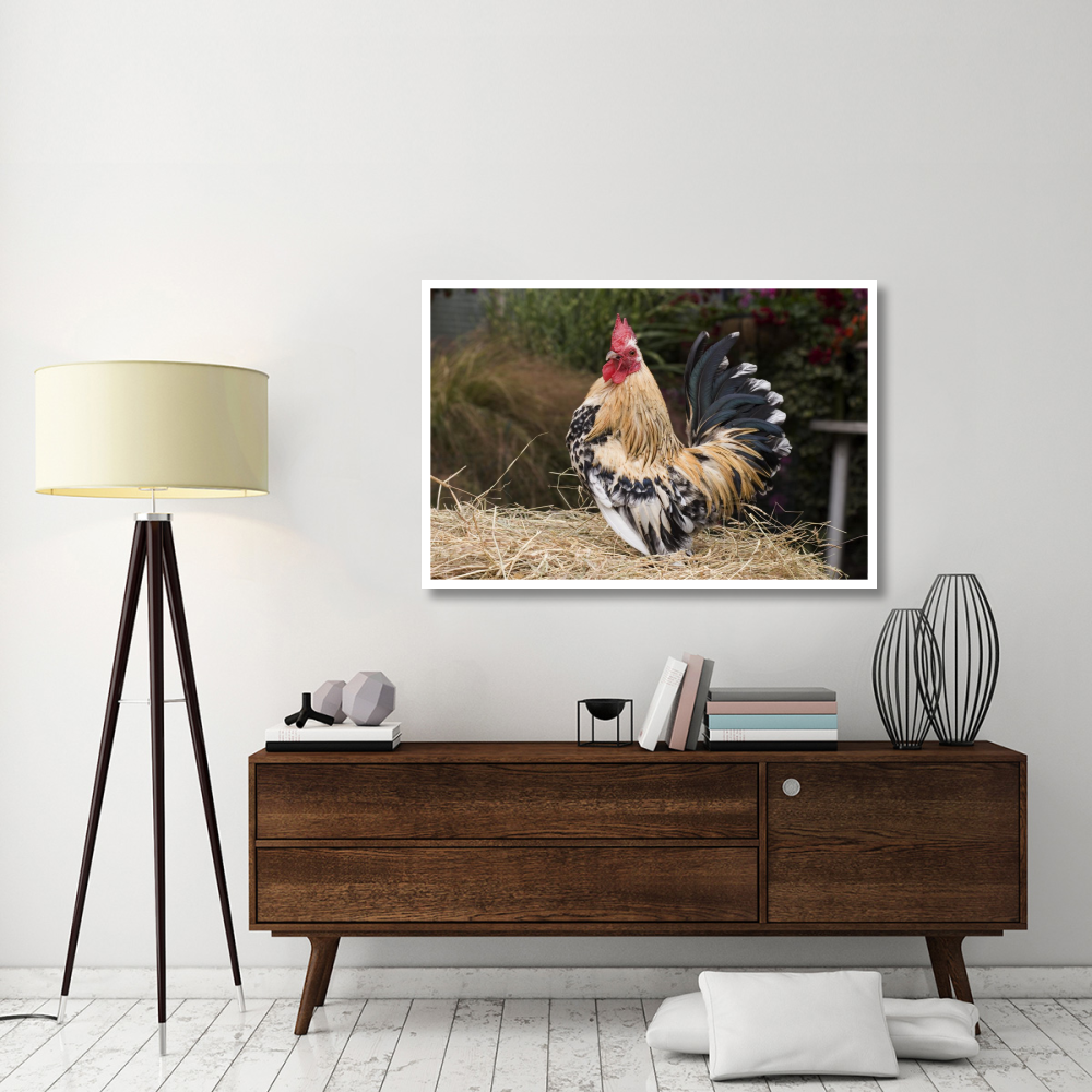 Domestic Chicken, Sable Poot, Lemon Mill Fleur cock-Paper Art-50&quotx34"