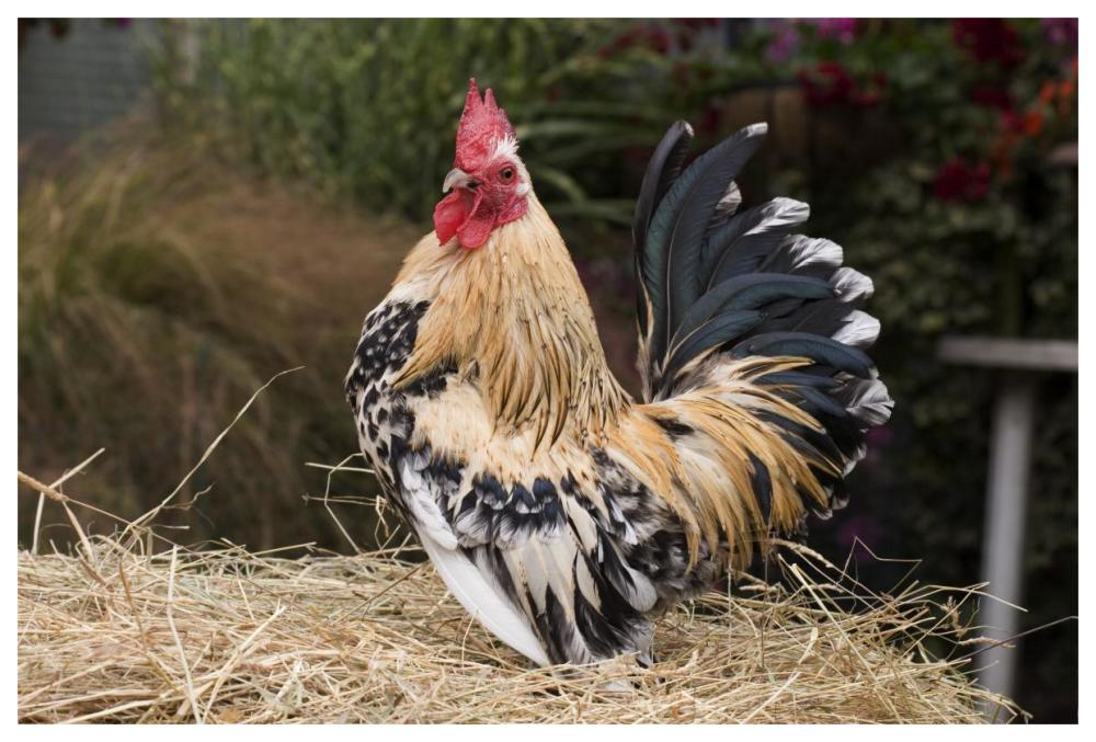 Domestic Chicken, Sable Poot, Lemon Mill Fleur cock-Paper Art-62"x42"