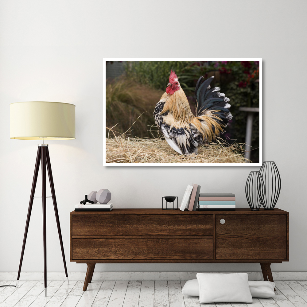 Domestic Chicken, Sable Poot, Lemon Mill Fleur cock-Paper Art-62&quotx42"