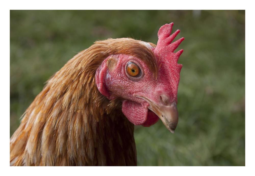 Domestic Chicken, freerange hen, close-up of head, England-Paper Art-26"x18"
