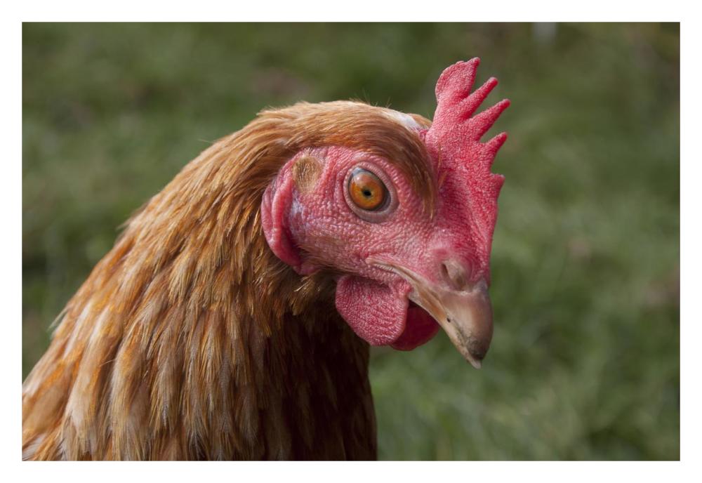 Domestic Chicken, freerange hen, close-up of head, England-Paper Art-32"x22"