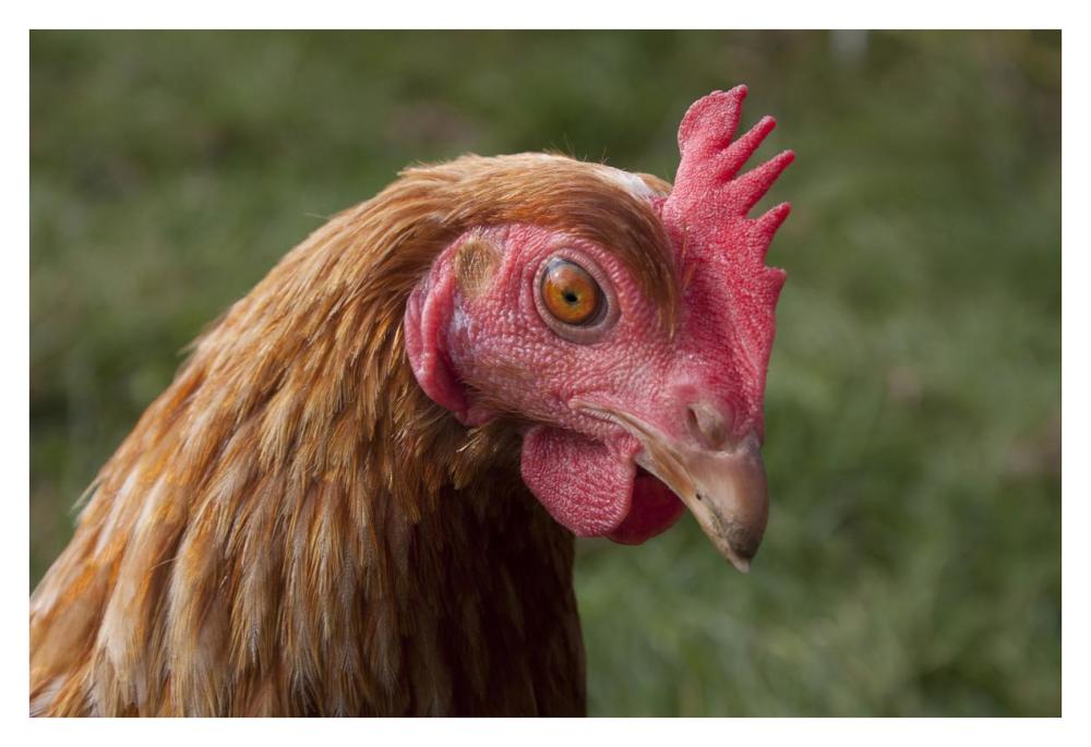 Domestic Chicken, freerange hen, close-up of head, England-Paper Art-38"x26"