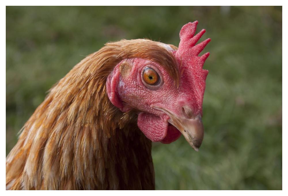 Domestic Chicken, freerange hen, close-up of head, England-Paper Art-50"x34"