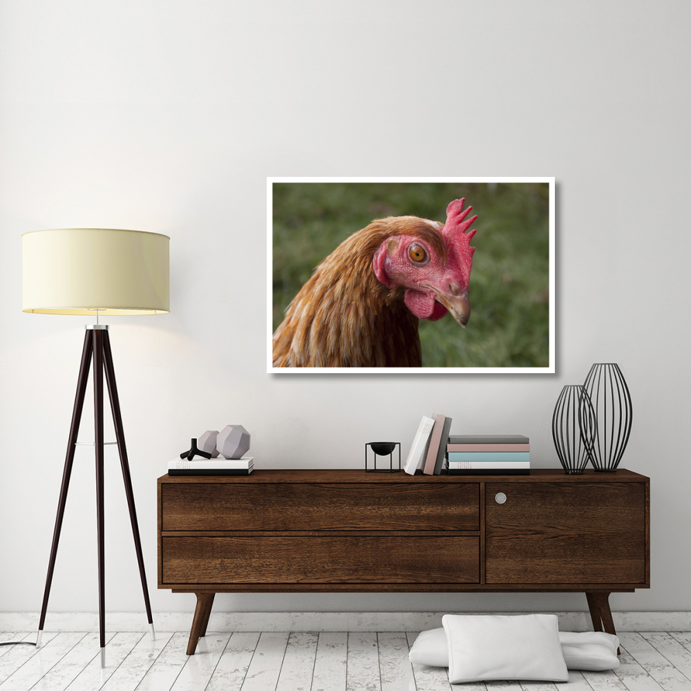 Domestic Chicken, freerange hen, close-up of head, England-Paper Art-50&quotx34"