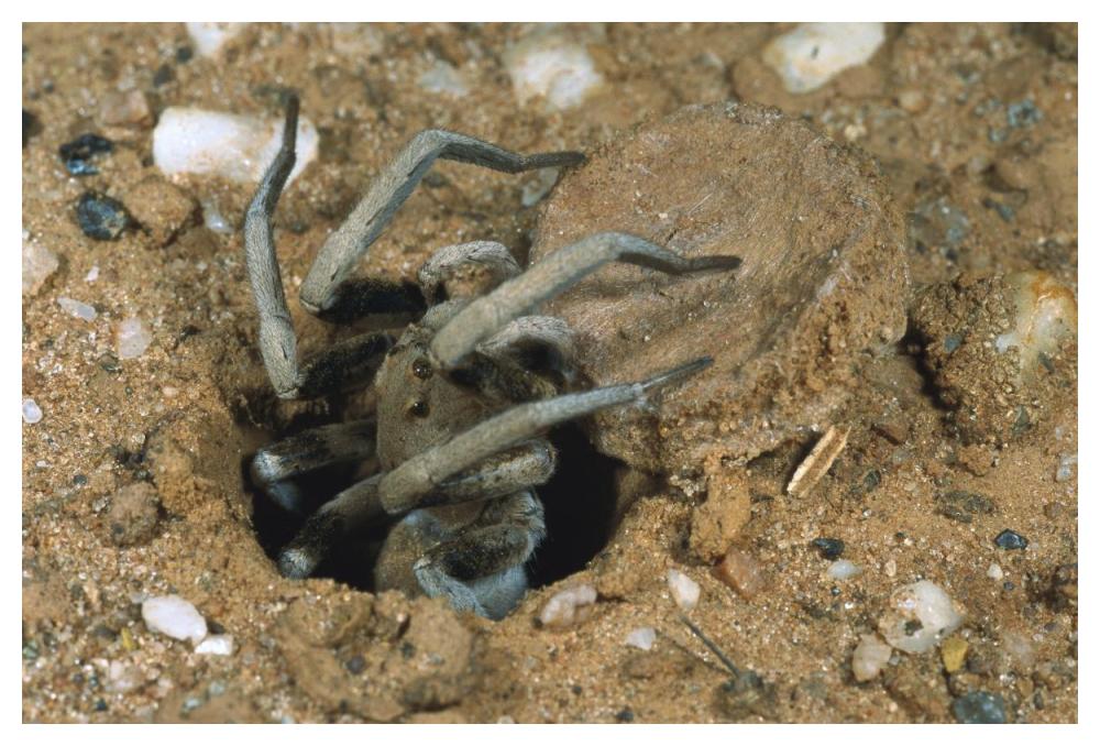 Forrest's Wolf Spider emerging from its burrow near Mt Dimer, Western Australia-Paper Art-50"x34"