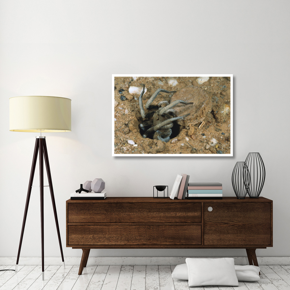 Forrest's Wolf Spider emerging from its burrow near Mt Dimer, Western Australia-Paper Art-50&quotx34"