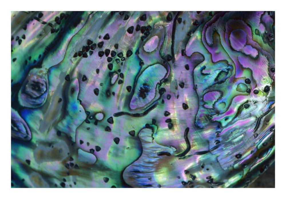 Rainbow Abalone, inside shell, New Zealand-Paper Art-26"x18"