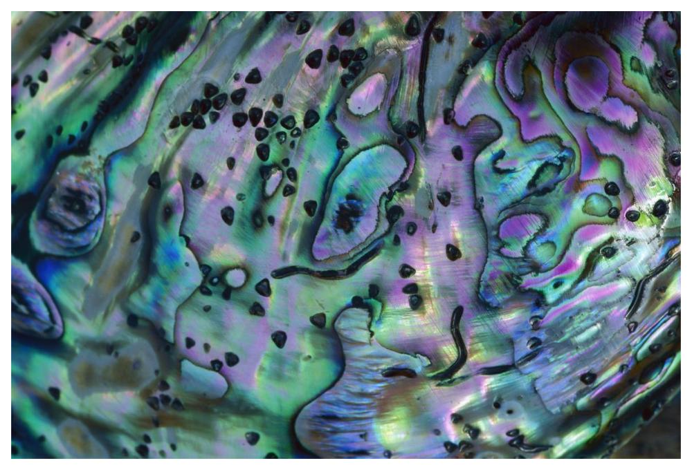 Rainbow Abalone, inside shell, New Zealand-Paper Art-62"x42"