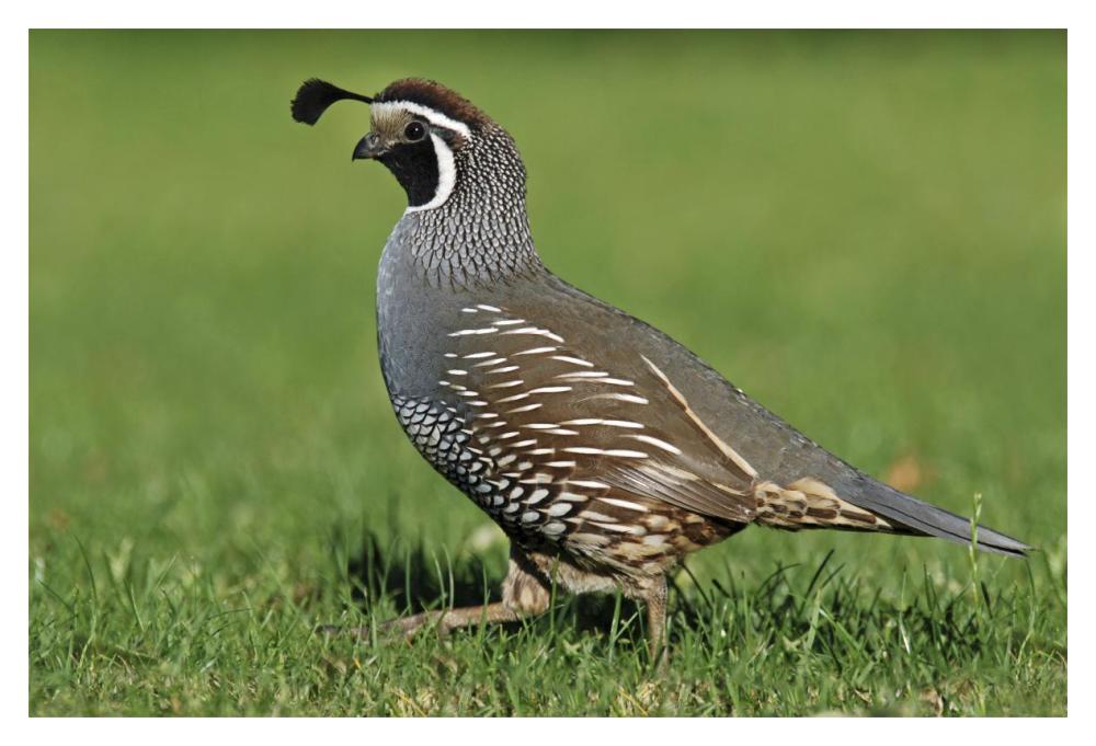 California Quail male, Christchurch, New Zealand-Paper Art-20"x14"