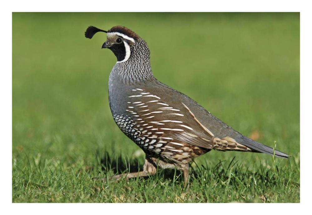 California Quail male, Christchurch, New Zealand-Paper Art-26"x18"