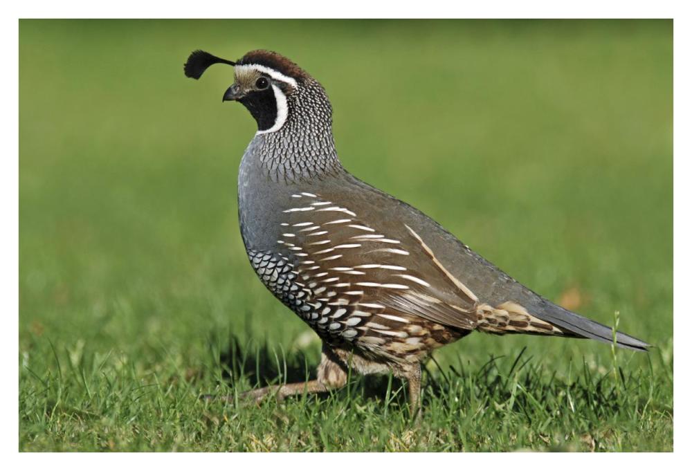 California Quail male, Christchurch, New Zealand-Paper Art-38"x26"