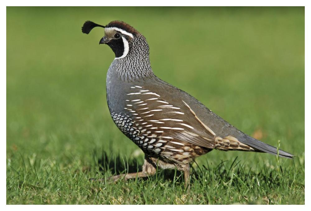 California Quail male, Christchurch, New Zealand-Paper Art-50"x34"