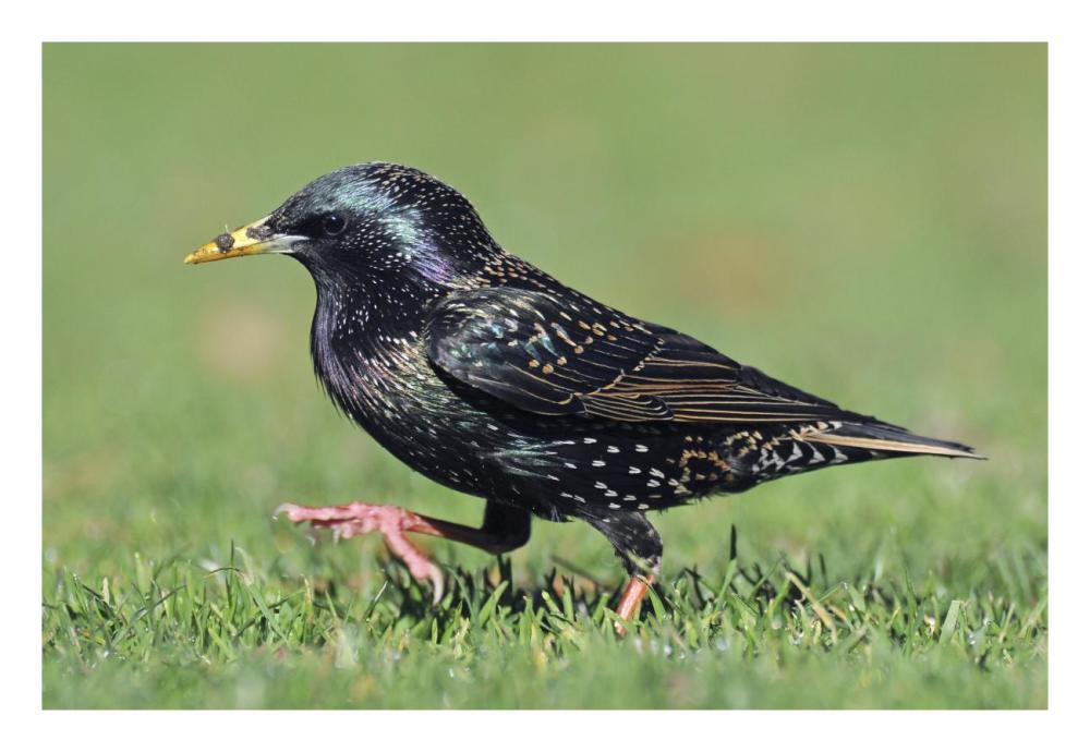 Common Starling walking, Christchurch, New Zealand-Paper Art-26"x18"