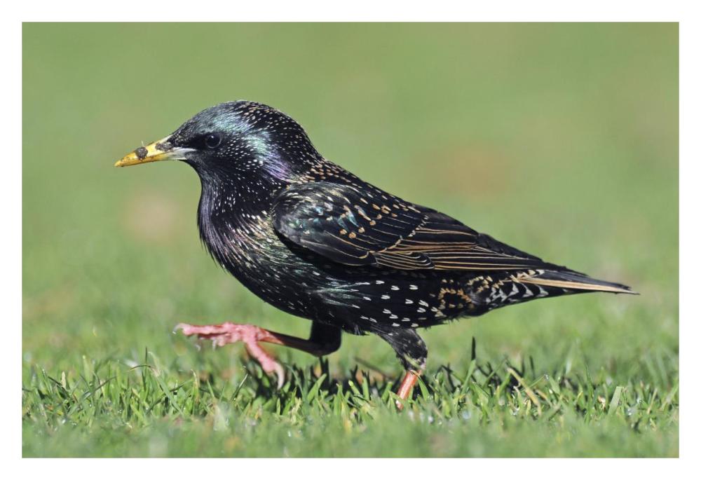 Common Starling walking, Christchurch, New Zealand-Paper Art-32"x22"