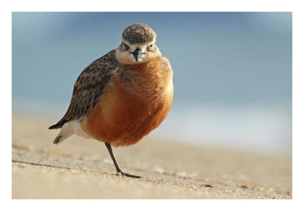 Red-breasted Plover, Coromandel Peninsula, New Zealand-Paper Art-26"x18"
