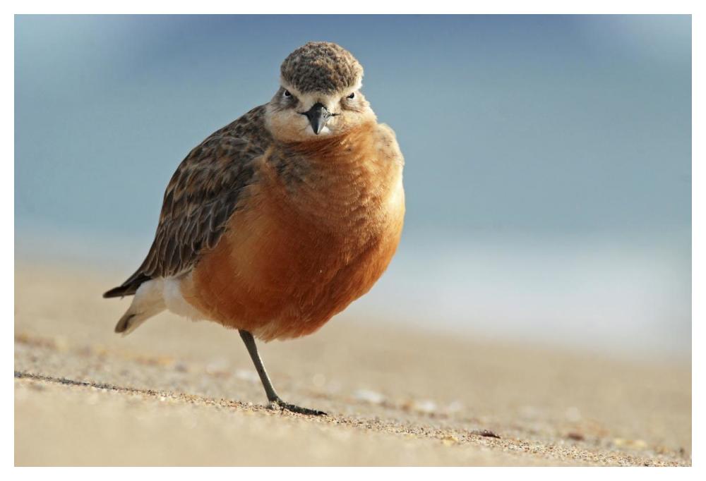 Red-breasted Plover, Coromandel Peninsula, New Zealand-Paper Art-50"x34"