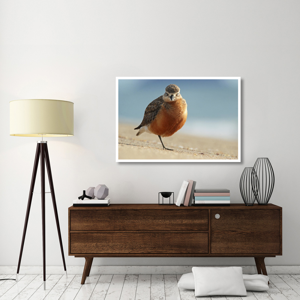 Red-breasted Plover, Coromandel Peninsula, New Zealand-Paper Art-50&quotx34"