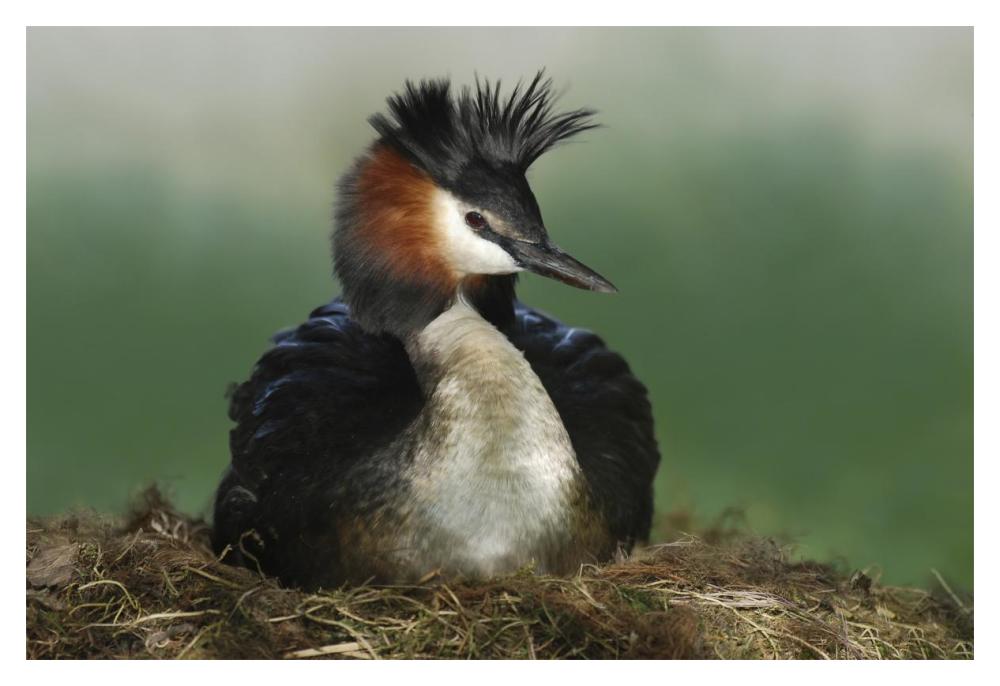 Great Crested Grebe on nest, Lake Alexandrina, New Zealand-Paper Art-20"x14"