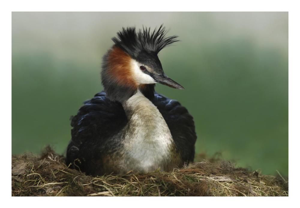 Great Crested Grebe on nest, Lake Alexandrina, New Zealand-Paper Art-26"x18"