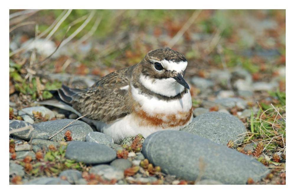 Double-banded Plover on ground nest, Lake Ellesmere, New Zealand-Paper Art-32"x21.2"