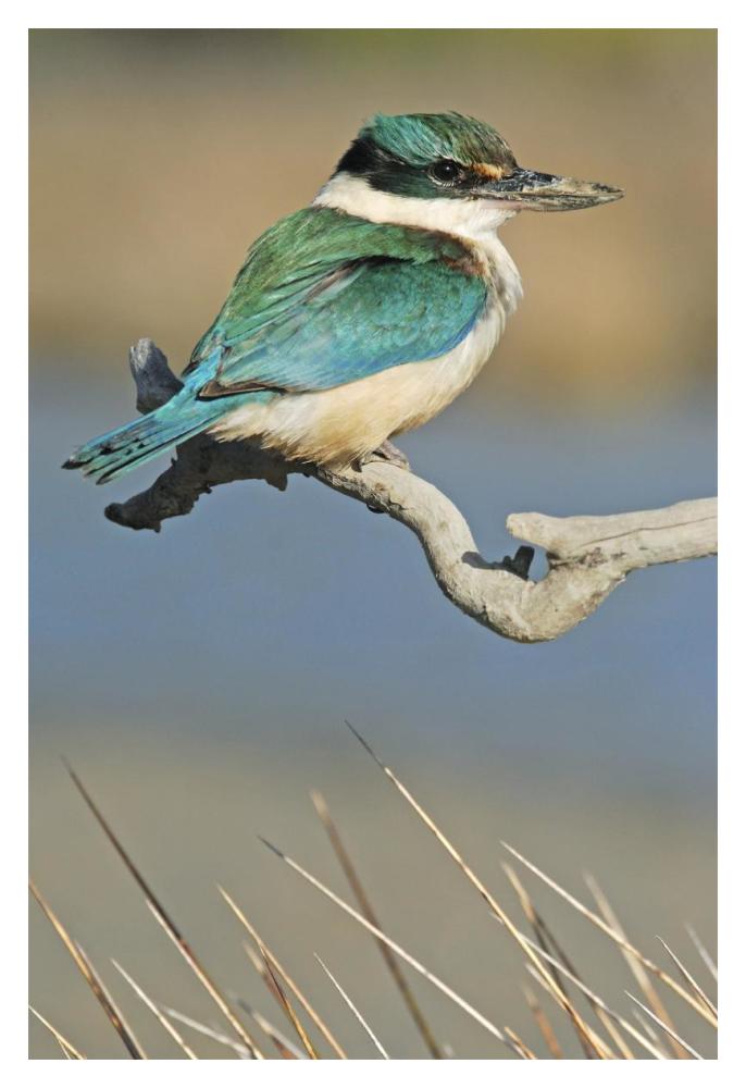 Sacred Kingfisher, Avon Heathcote Estuary, Christchurch, New Zealand-Paper Art-14"x20"