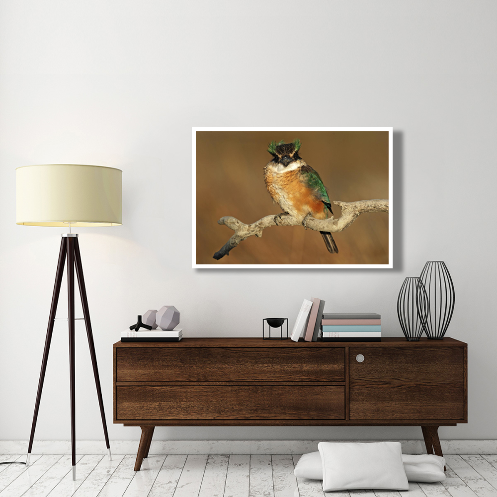 Sacred Kingfisher, Avon Heathcote Estuary, Christchurch, New Zealand-Paper Art-50&quotx34"